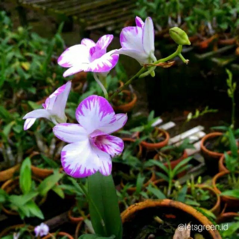 anggrek dendrobium dewasa spike