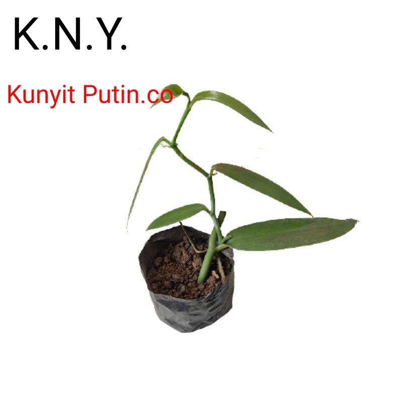 Bibit vanili 1 ruas cut vanilla paneli vaneli vania kualitas unggul COD