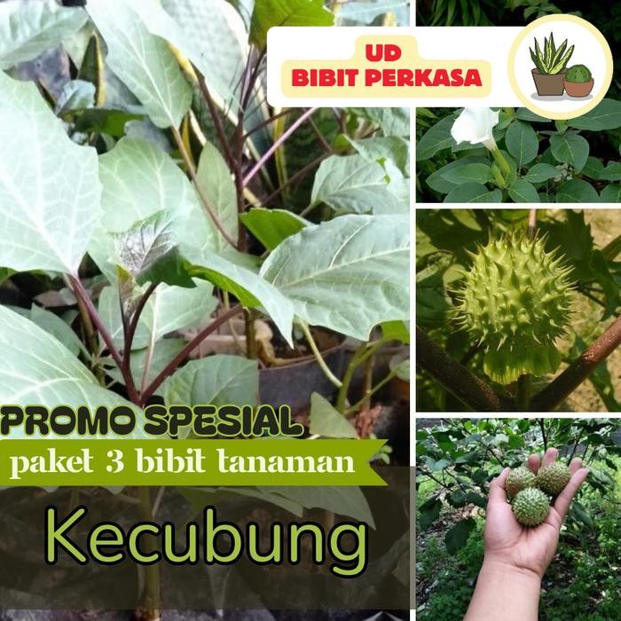 Terlaris! Paket 3 Bibit Kecubung | Tanaman Hias Bunga Ungu Eksotis | Berkualitas Super