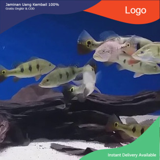 ikan hias aquarium pbas - ikan pbass - hiasan aquarium kolam terlaris