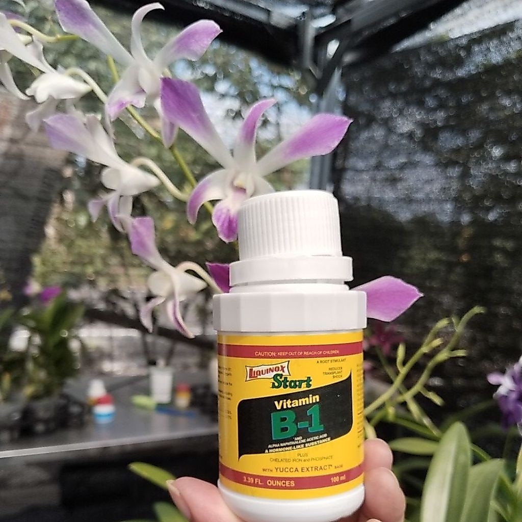 Vitamin B1 Liquinox