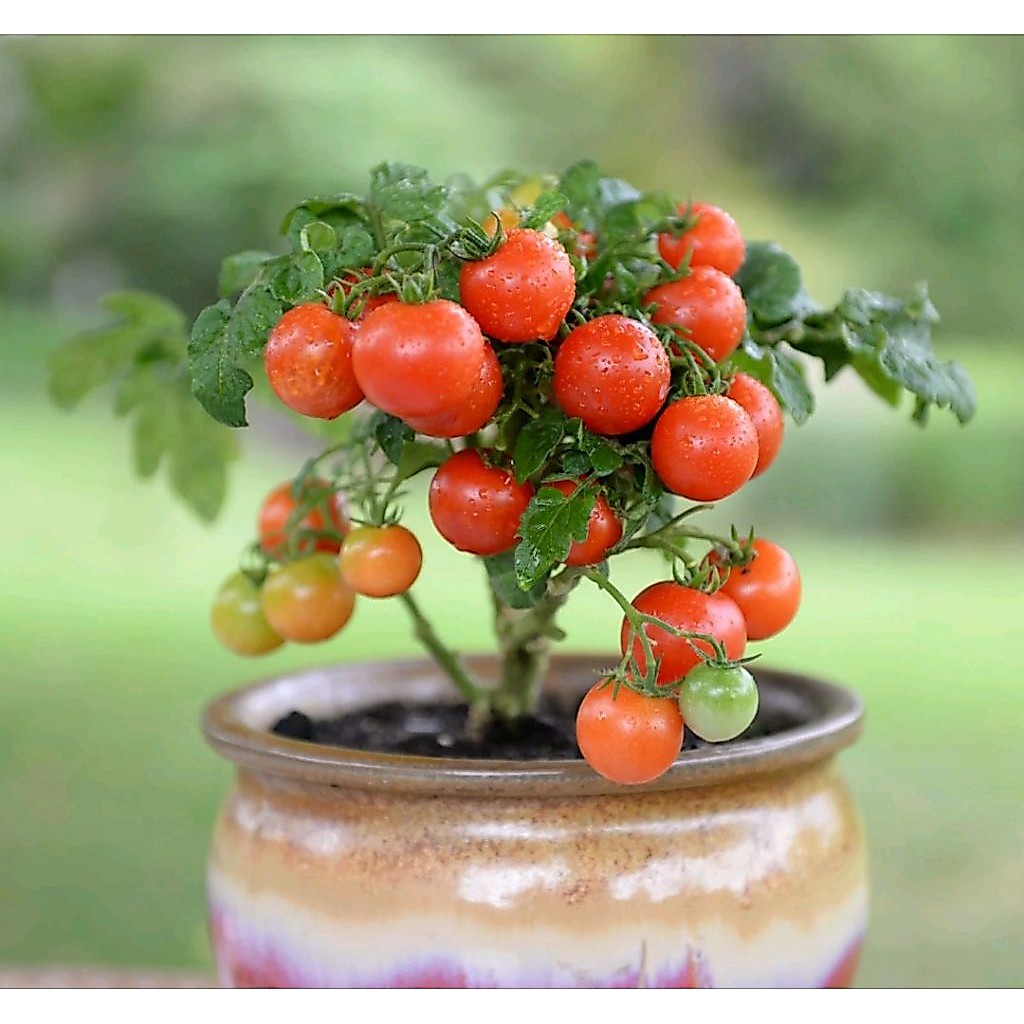 Benih tomat mini cherry kemasan premium