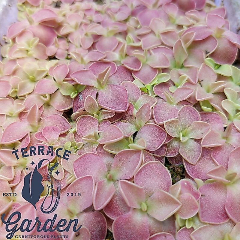 Tanaman karnivora pinguicula Sethos / tanaman pemakan serangga.