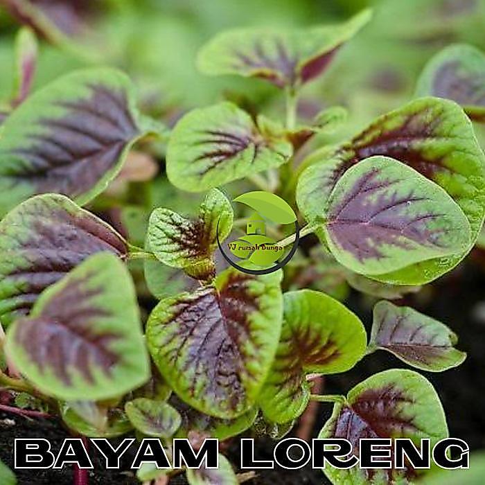 Benih Sayuran Bayam Loreng Bayam Hidroponik Bayam Batik