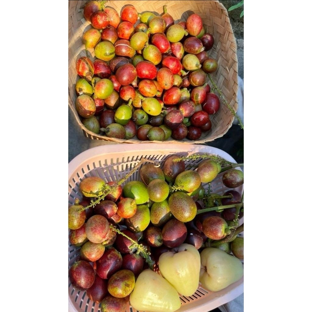 

BUAH MATOA 1kg KHAS PAPUA BUAH SEGAR SURABAYA
