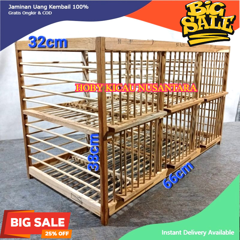 DONDANG burung DARA MERPATI PINTU 6