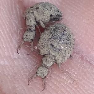 

undur undur hidup per ekor