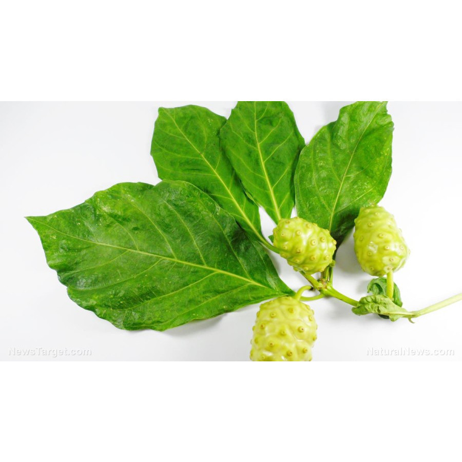 

LadangHerbal Daun Mengkudu / Noni - Non Pestisida (Morinda Citrifolia Leaf)