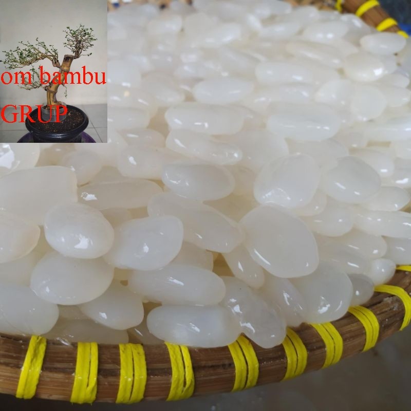 

Kolang Kaling Kemasan Istimewa Super 1kg kolang Kaling segar Putih Bersih Bahan Membuat Manisan