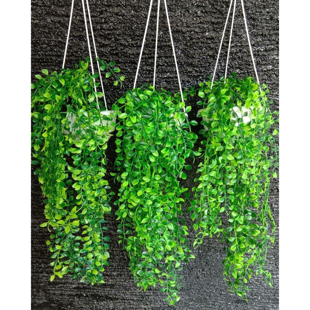 Star OFC - BUNGA KEMUNING  POT GANTUNG TALI/ Bunga juntai / daun juntai bahan plastik