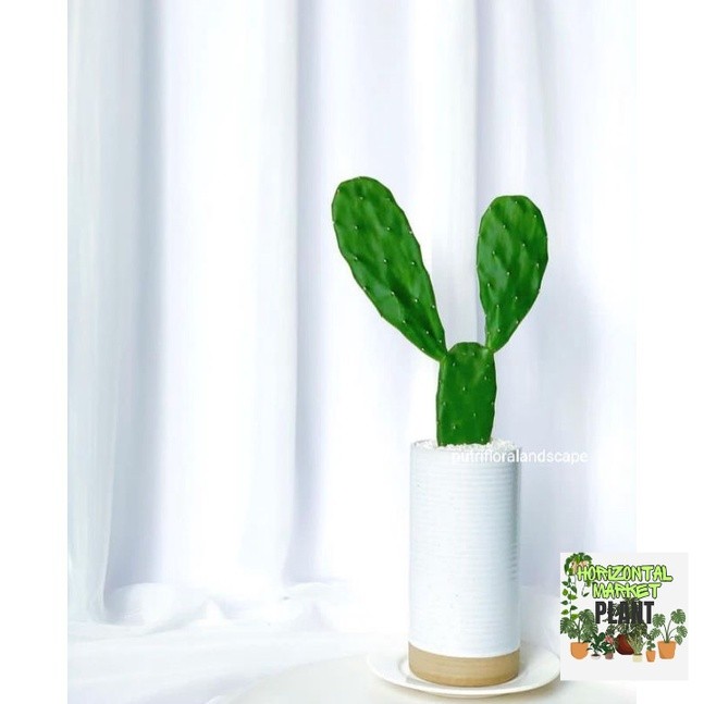 kaktus centong - tanaman kaktus centong - kaktus