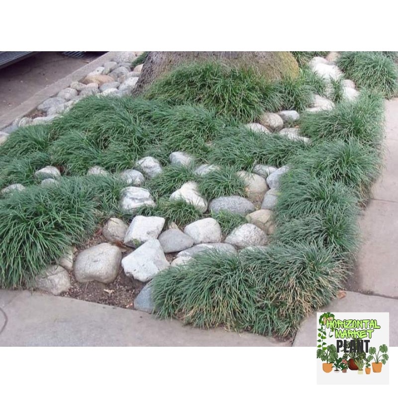 tanaman jaburan hijau - kucai gondrong - ophiopogon japonicus - paket 5