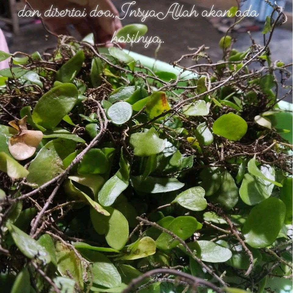 

Daun Sisik Naga Segar / Daun Picisan 500 Gram Herbal - Pyrrosia piloselloides - Oufen, Pedas, Spices, Bubuk, Botol, Root Pohon Tanaman Tumbuhan