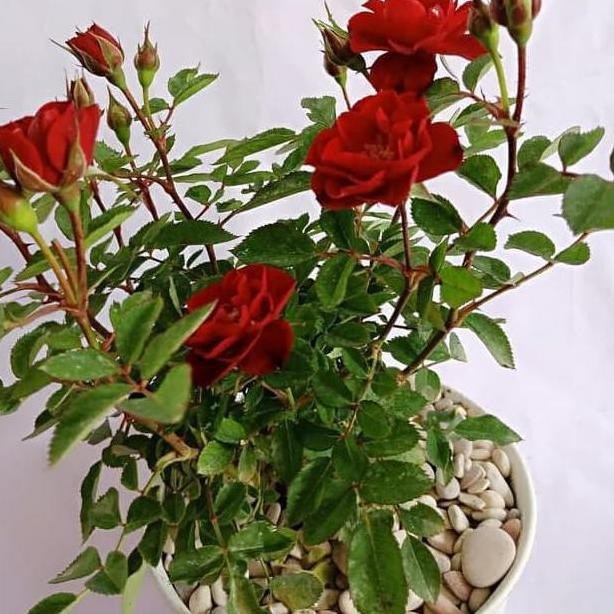 Tanaman Bunga Mawar Merah-Tanaman Hias Bunga Mawar Berbunga / Bunga Mawar Merah Hidup