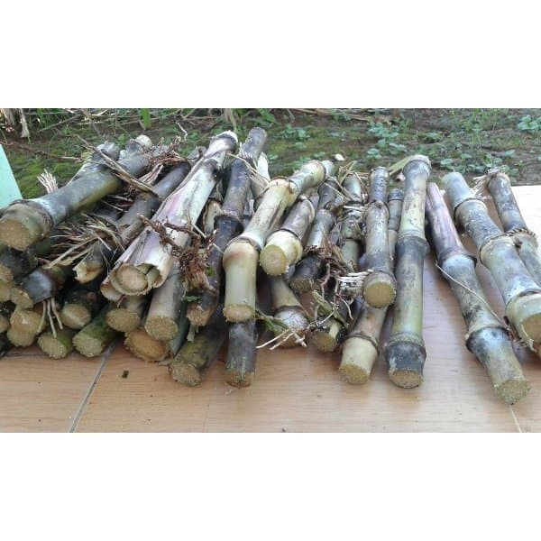 Herbal Ti Alam terbaik Bibit Stek Turubuk/Terubuk/Terubus/Trubus/Trubuk/Endog tiwu