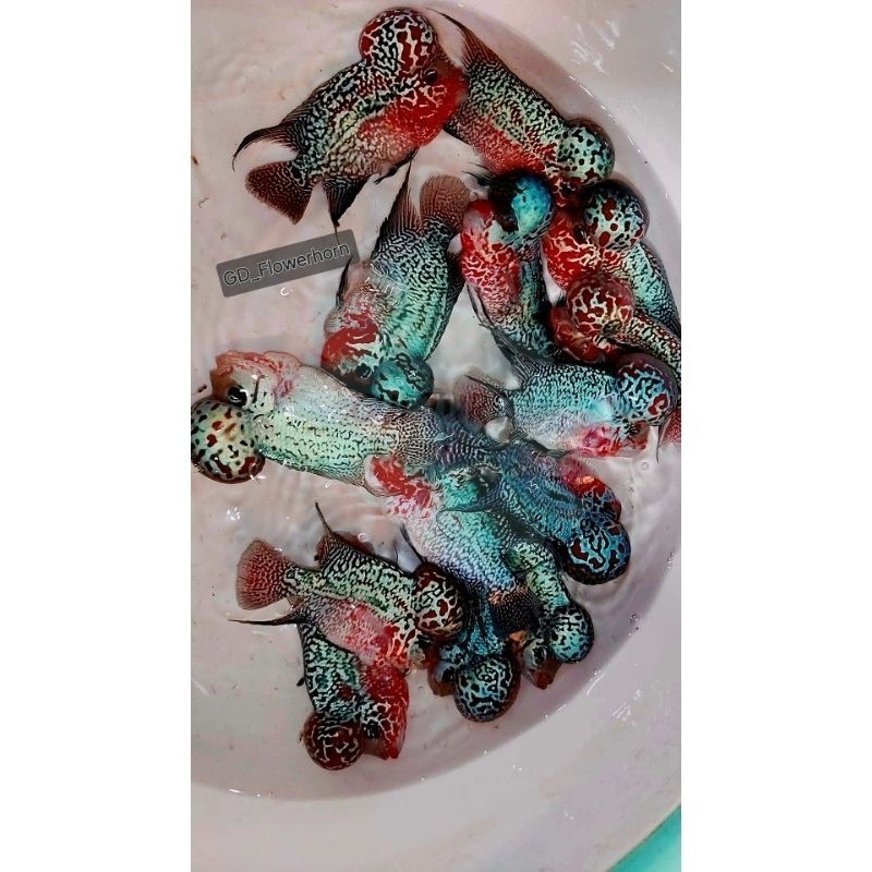 garansi Burayak Louhan SRD VIP Thailand aquatic