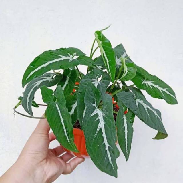 sygonium wendlandi - tanamah hias - sygonium - bibit tanaman