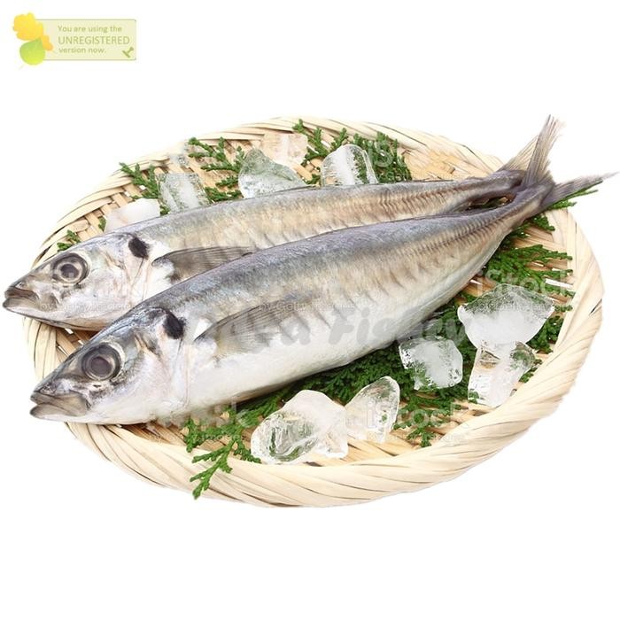 Ikan Kembung Layang Segar 1Kg Ikan Kembung Layang Benggol 1Kg Seafood Ikan Segar Ikan Laut