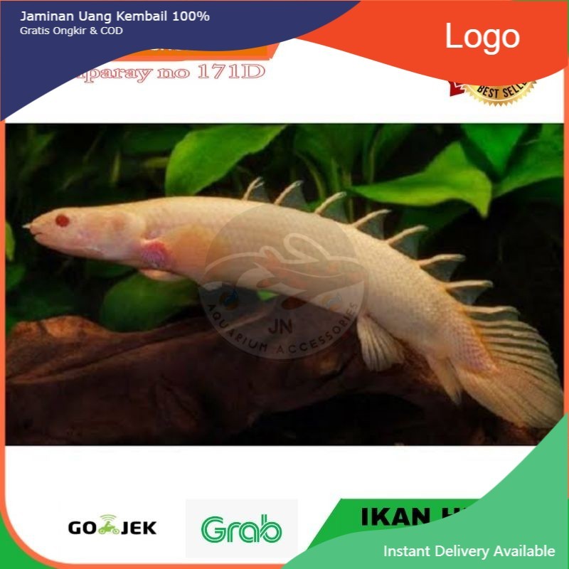 IKAN HIAS PALMAS ALBINO SENEGALUS POLYPTERUS AIR TAWAR AQUARIUM IKAN PREDATOR