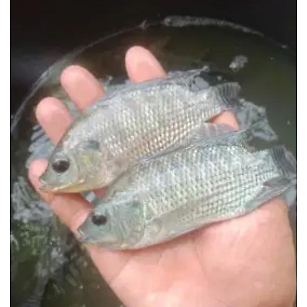 bibit ikan nila hitam 10-12 cm sehat terawat