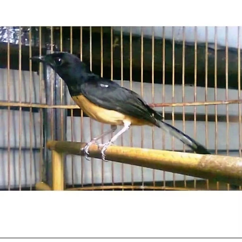 Murai betina Medan Original siap breeding pilihan super