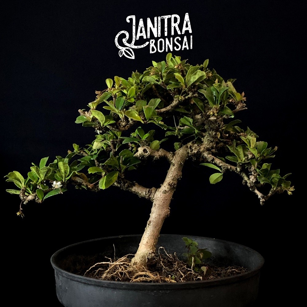 Bonsai hokianti hokiantea jadi siap pajang     Berkualitas