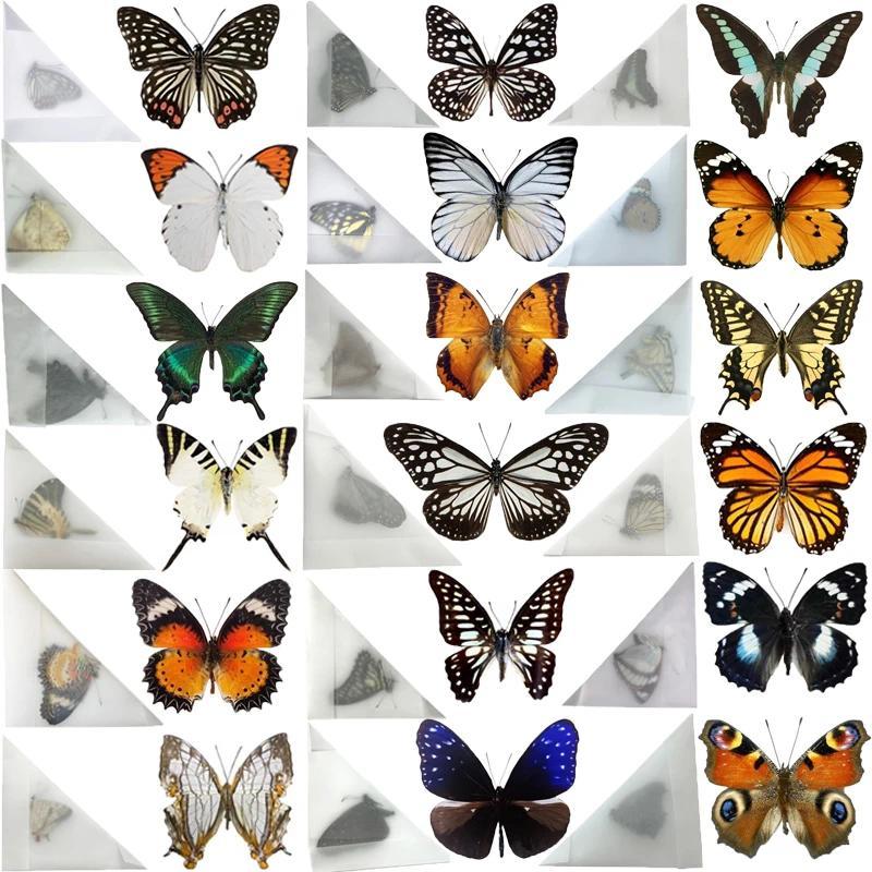 10Pcs Butterfly specimens-Not Spreading Wings Real Butterfly Specimen Taxidermy Butterfly DIY Crafts