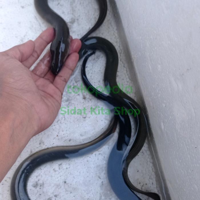Ready Ikan Sidat Bicolor Hidup Ukuran 70-100gram Jual Per Ekor