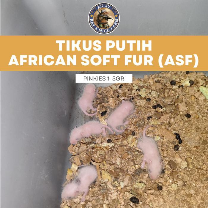 Ready Tikus ASF African Soft Fur - Pakan Hewan Reptil Ball Phyton – Pinkies/Bayi – 1-5Gr