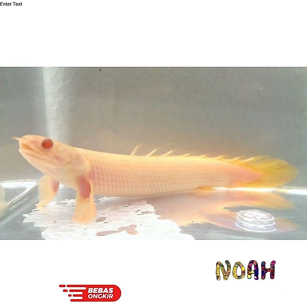 HIASAN-SENEGALUS ALBINO/PALMAS ALBINO/PREDATOR/HIASAN AQUARIUM