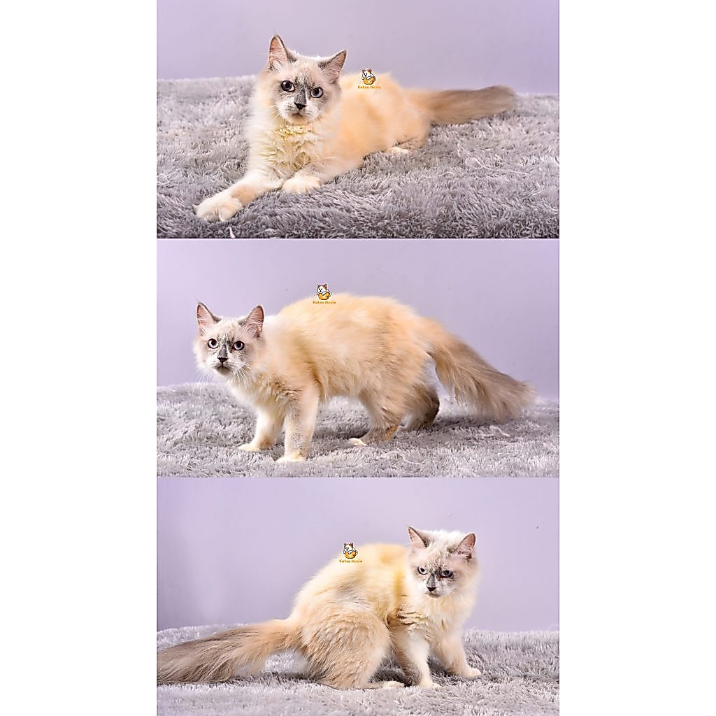 Becca – Kucing Ragdoll – Betina – 6 Bulan