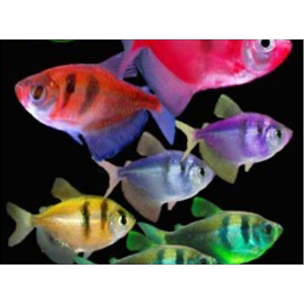 Hiasan Akuarium Ikan Warna Warni Tiger Tetra Glofish Glowfish