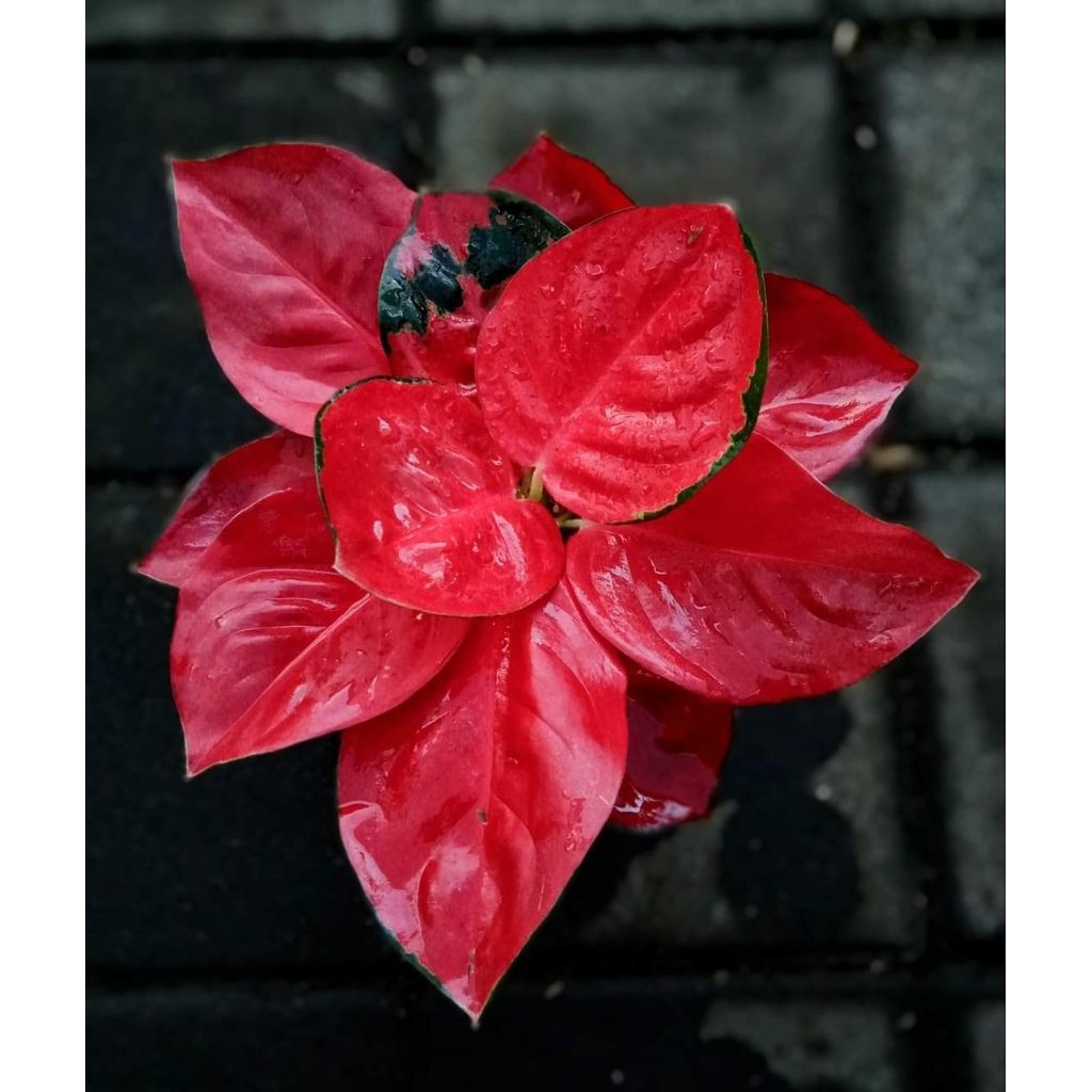 Aglonema Suksom Jaipong thailand