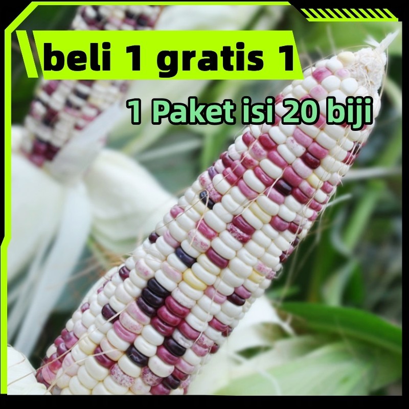 Beli 1 dapat 1 gratis Benih Jagung Ketan Putih/ Biji Jagung Pulut Putih Kumala F1 Unggulan