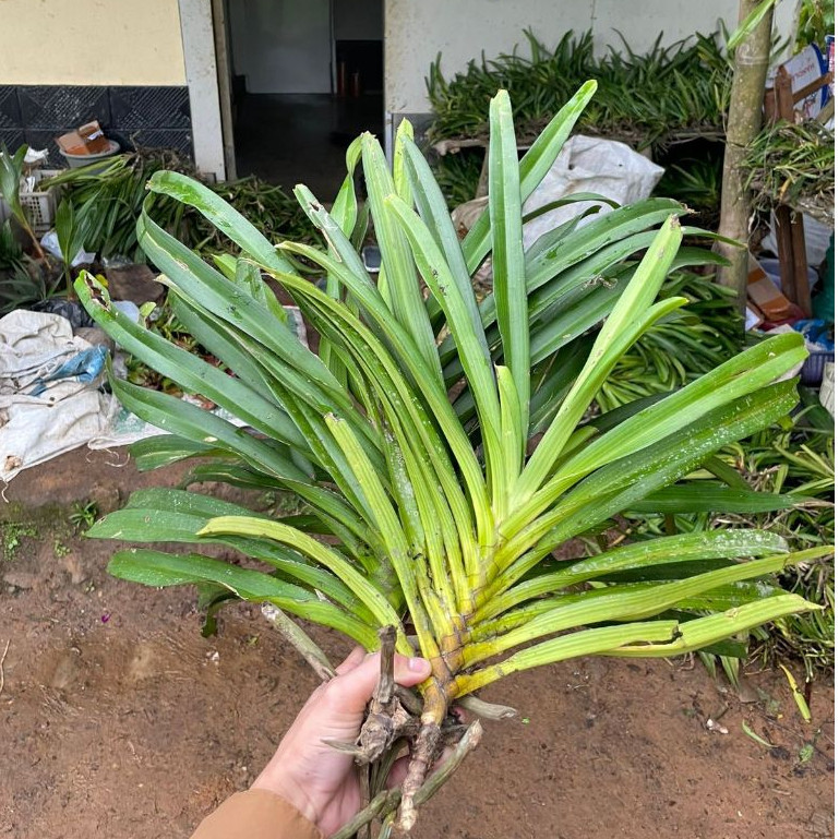 

Paket hemat 2 anggrek ekor tupai super jumbo ukuran 50 - 60 cm siap berbunga