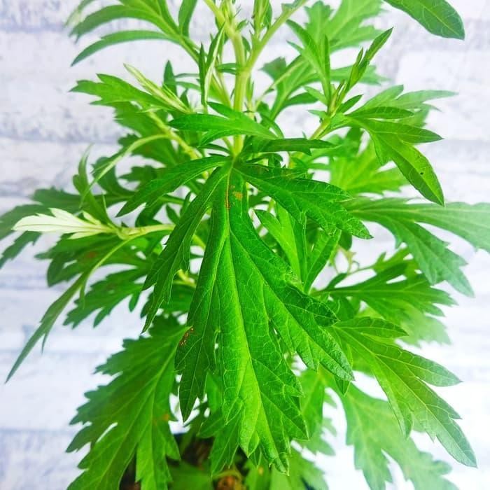 Tanaman Herbal Baru Cina - Bibit BaruCina Daun Barucina