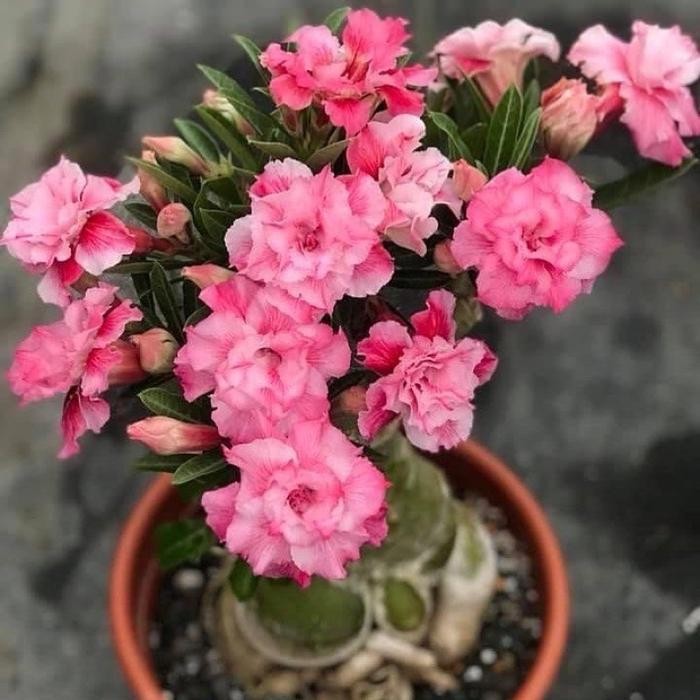 Bibit bunga adenium kamboja jepang -Adenium bunga kamboja tumpuk