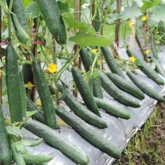 BENIH TIMUN JEPANG F1 30 BENIH