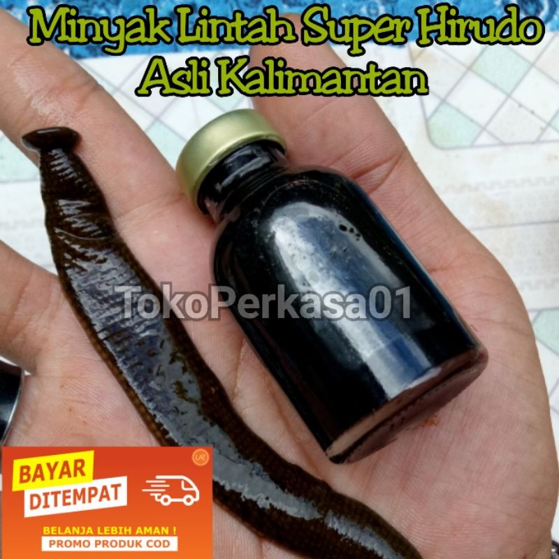 Minyak lintah hitam super hirudo asli kalimantan