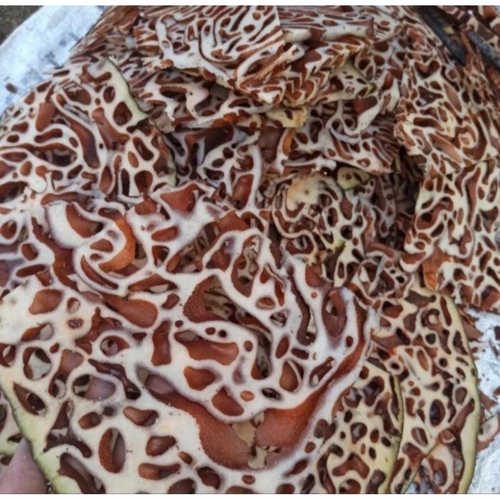 1KG Sarang Semut Papua Asli Original