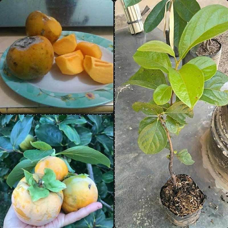 bibit buah kesemek cangkok