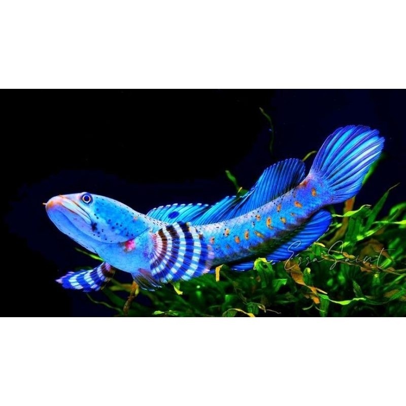 hobi arstistik Blue pulcra ,size 8-15 cm,full pelet