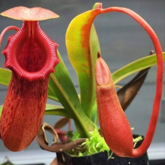 Kantong Semar Tanaman Hias Langka