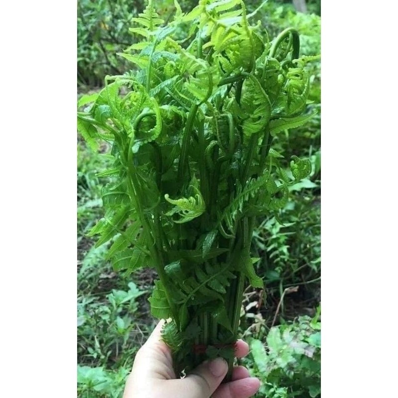 SAYUR PAKU/PAKIS/SAYUR PAKIS SEGAR