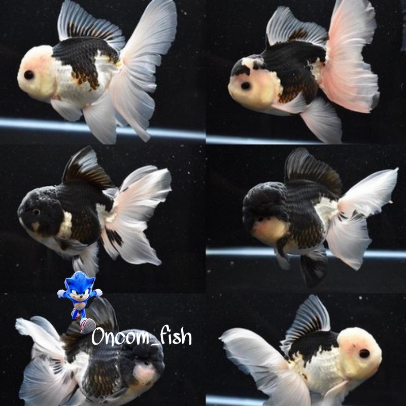 Ikan Koki Oranda Panda Maskoki Ikan Mas Gemoy