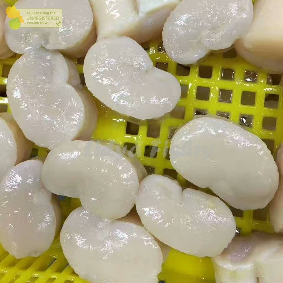 Scallop Kerang 1Kg Daging Kerang Kapak Scallop Kapak Seafood Kerang Laut Kerang Segar