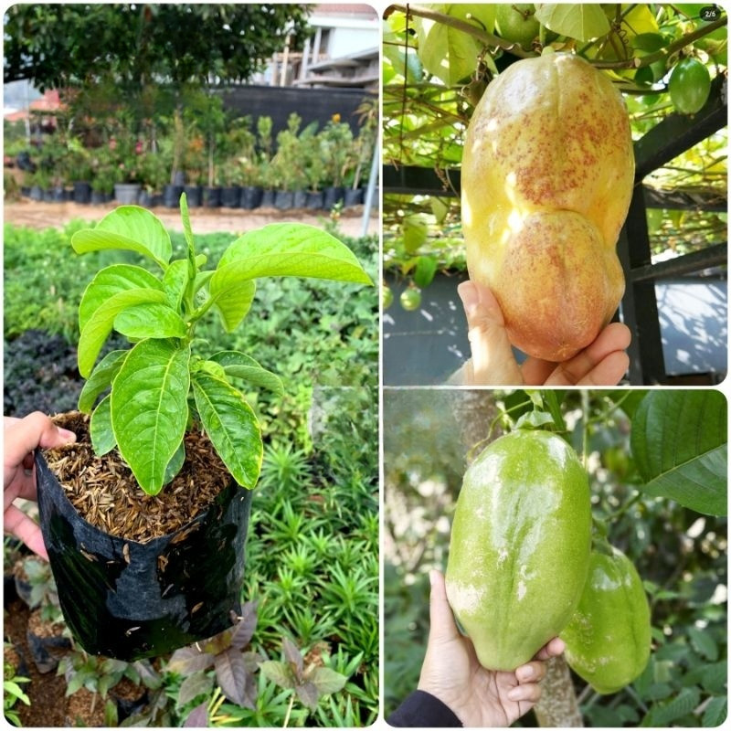 Tanaman Buah Markisa Jumbo / Markisa Giant