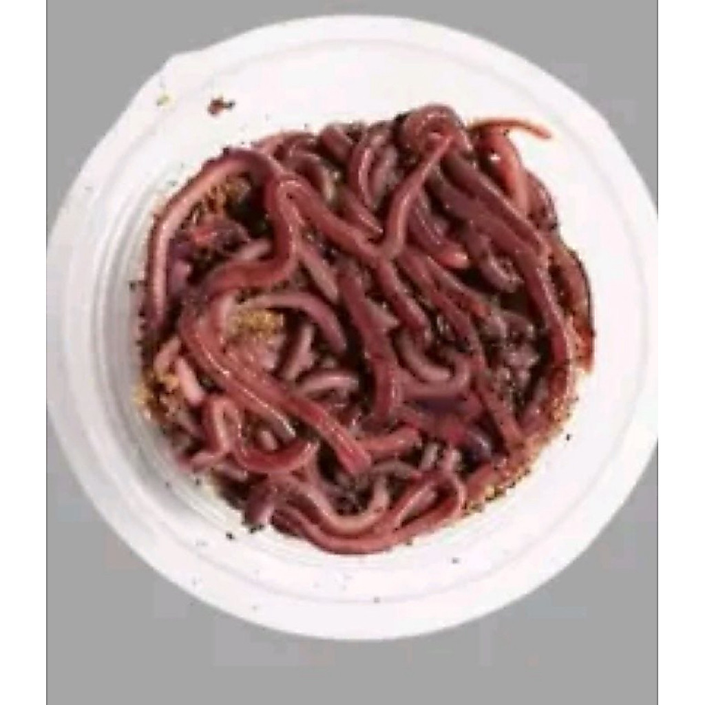 Cacing laut lengki merah isi 15 ekor per pack