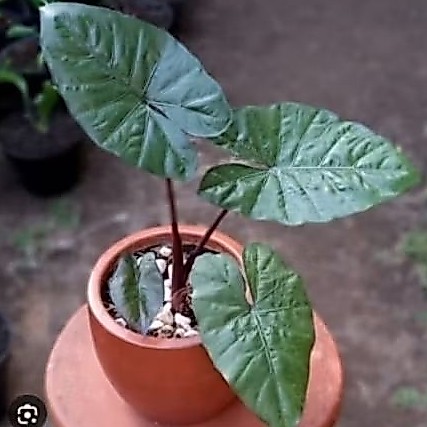 Tanaman Hias Sente - Sente Hitam - Sente wulung