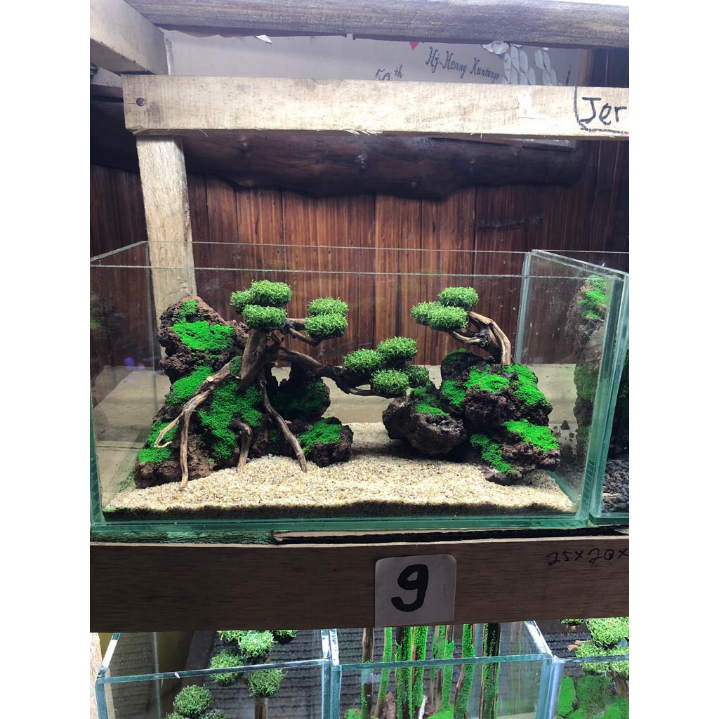 aquascape bonsai size 30x15x15 cm fullset tinggal isi air aja     Berkualitas
